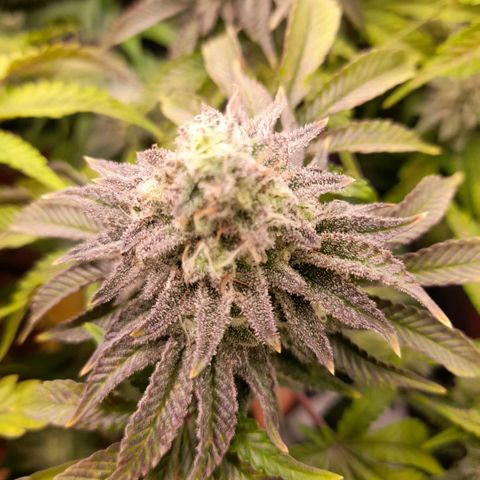 Gorilla Sherbet  growlog timeline photo