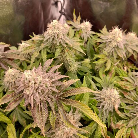 Gorilla Sherbet  growlog timeline photo