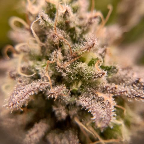 Gorilla Sherbet  growlog timeline photo