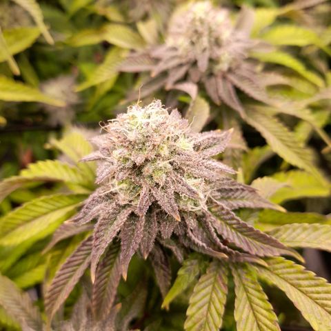 Gorilla Sherbet  growlog timeline photo