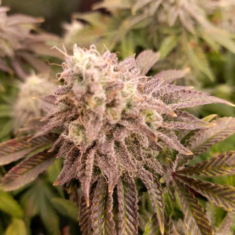 Gorilla Sherbet  growlog timeline photo