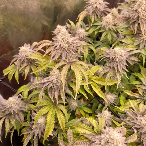 Gorilla Sherbet  growlog timeline photo