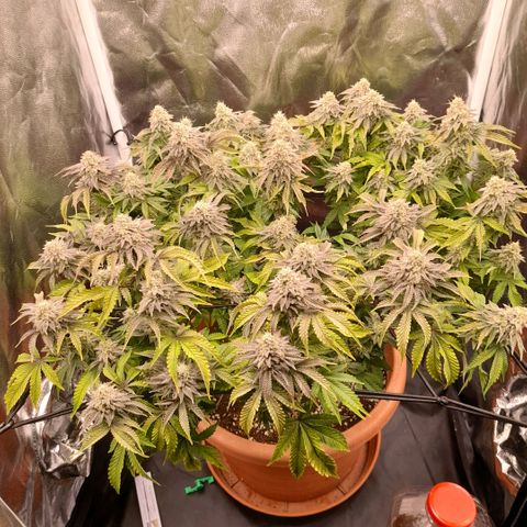 Gorilla Sherbet  growlog timeline photo