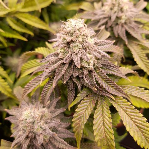 Gorilla Sherbet  growlog timeline photo