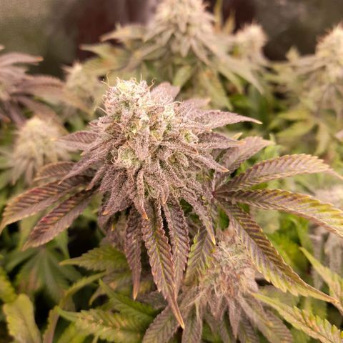 Gorilla Sherbet  growlog timeline photo