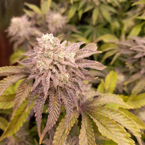 Gorilla Sherbet  growlog timeline photo