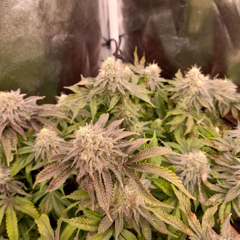 Gorilla Sherbet  growlog timeline photo