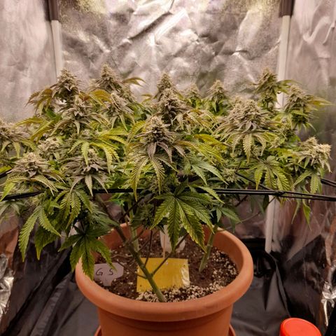 Gorilla Sherbet  growlog timeline photo