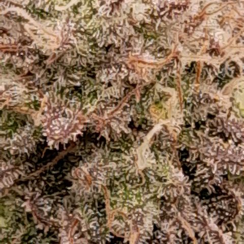 Gorilla Sherbet  growlog timeline photo