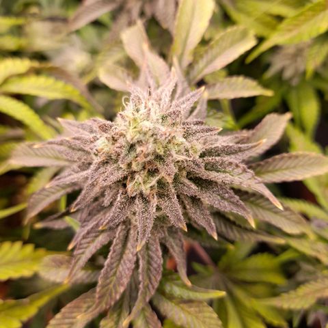 Gorilla Sherbet  growlog timeline photo