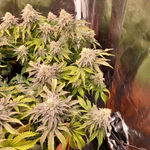 Gorilla Sherbet  growlog timeline photo