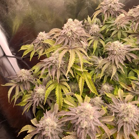 Gorilla Sherbet  growlog timeline photo