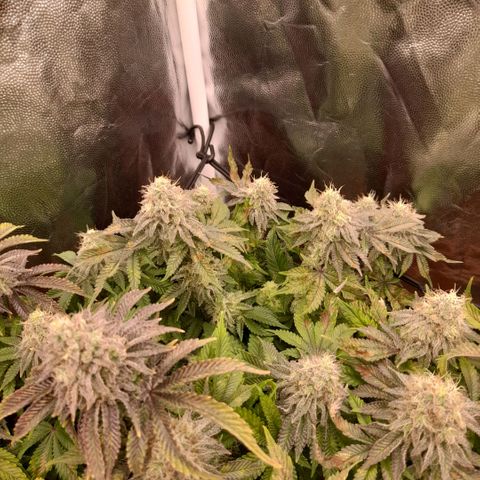 Gorilla Sherbet  growlog timeline photo