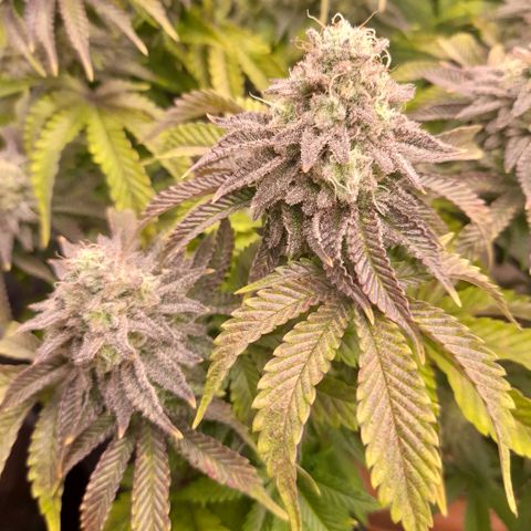 Gorilla Sherbet  growlog timeline photo