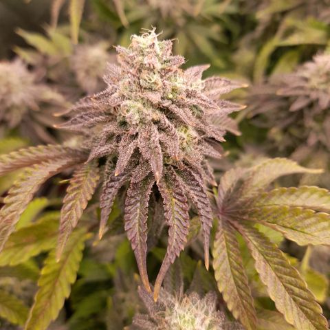 Gorilla Sherbet  growlog timeline photo
