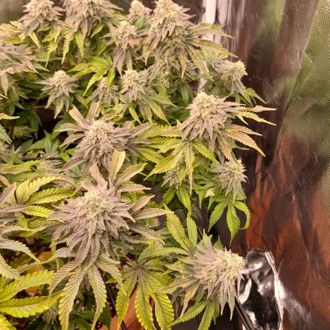 Gorilla Sherbet  growlog timeline photo