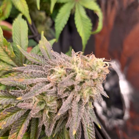 Gorilla Sherbet  growlog timeline photo