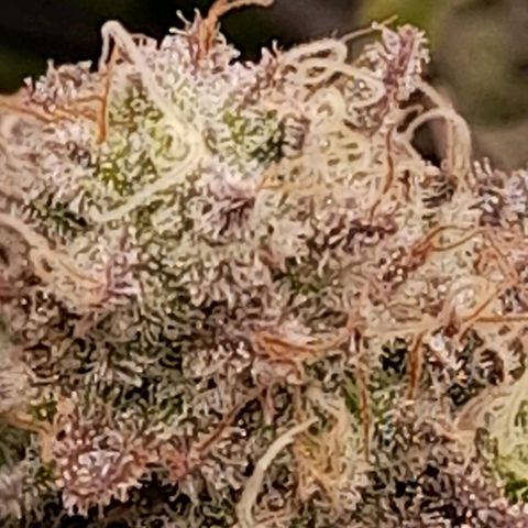 Gorilla Sherbet  growlog timeline photo