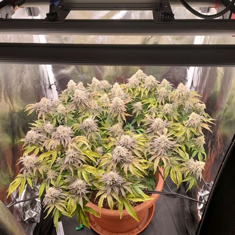 Gorilla Sherbet  growlog timeline photo