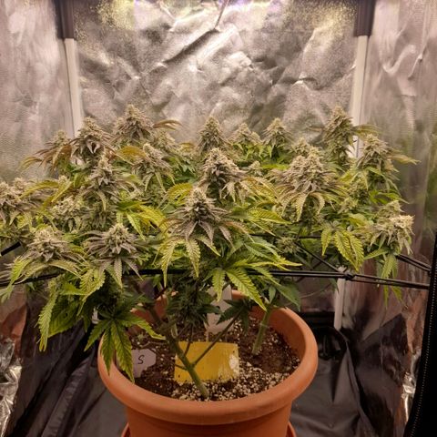 Gorilla Sherbet  growlog timeline photo