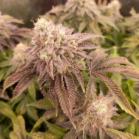 Gorilla Sherbet  growlog timeline photo