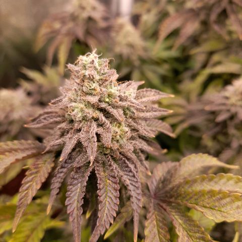 Gorilla Sherbet  growlog timeline photo