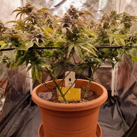 Gorilla Sherbet  growlog timeline photo