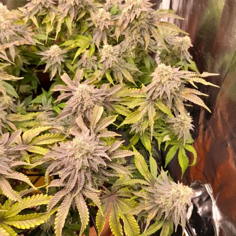 Gorilla Sherbet  growlog timeline photo