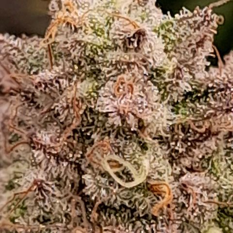 Gorilla Sherbet  growlog timeline photo