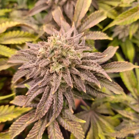 Gorilla Sherbet  growlog timeline photo