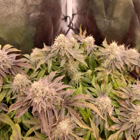 Gorilla Sherbet  growlog timeline photo