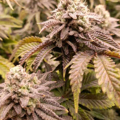 Gorilla Sherbet  growlog timeline photo