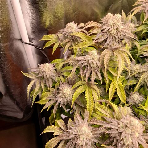 Gorilla Sherbet  growlog timeline photo