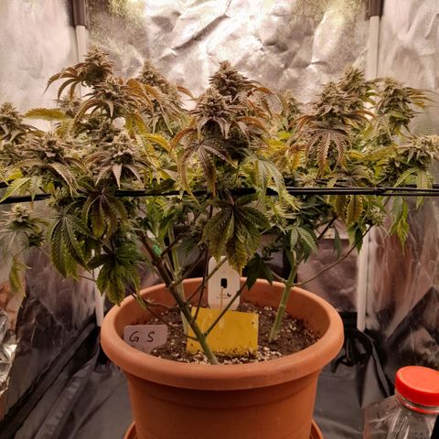 Gorilla Sherbet  growlog timeline photo