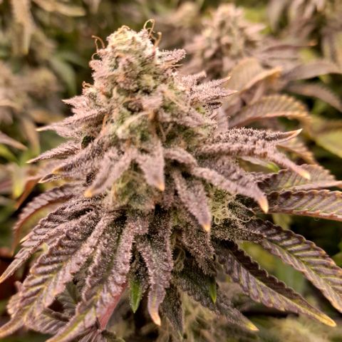 Gorilla Sherbet  growlog timeline photo