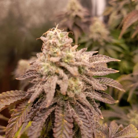 Gorilla Sherbet  growlog timeline photo