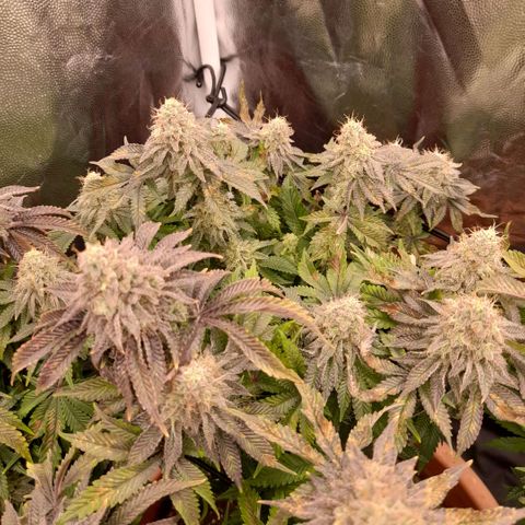 Gorilla Sherbet  growlog timeline photo