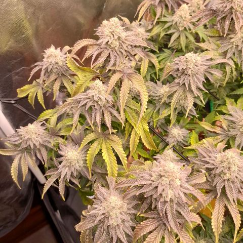 Gorilla Sherbet  growlog timeline photo