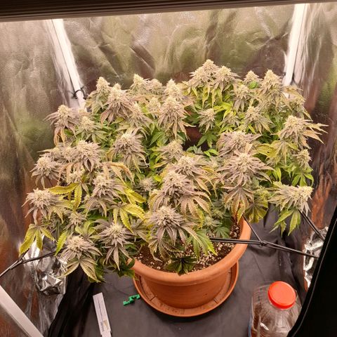 Gorilla Sherbet  growlog timeline photo