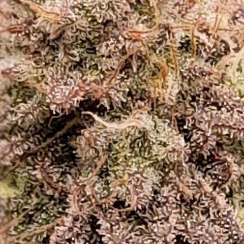 Gorilla Sherbet  growlog timeline photo