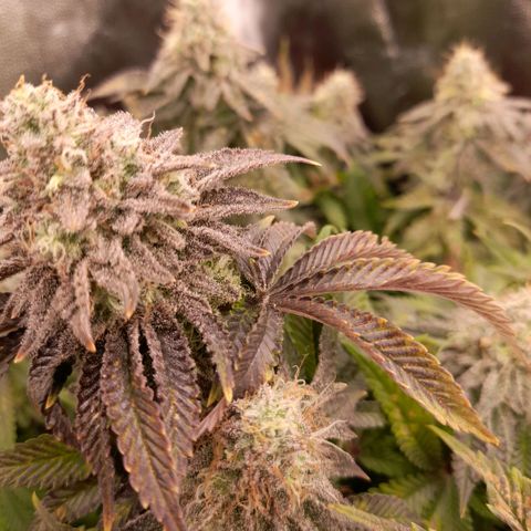 Gorilla Sherbet  growlog timeline photo