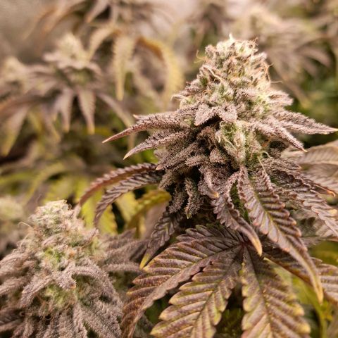 Gorilla Sherbet  growlog timeline photo