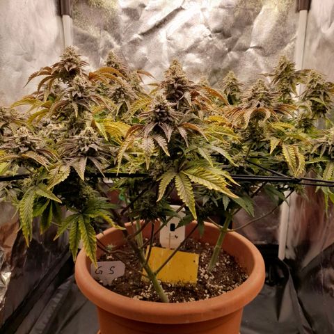 Gorilla Sherbet  growlog timeline photo