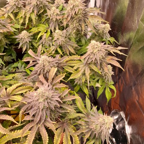 Gorilla Sherbet  growlog timeline photo