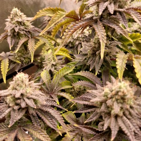 Gorilla Sherbet  growlog timeline photo