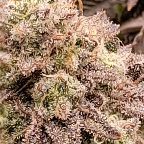 Gorilla Sherbet  growlog timeline photo