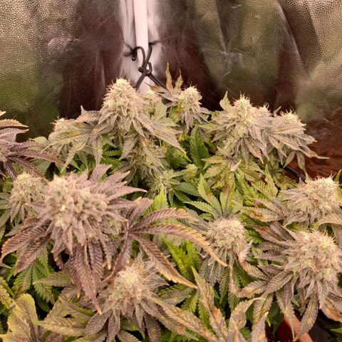 Gorilla Sherbet  growlog timeline photo