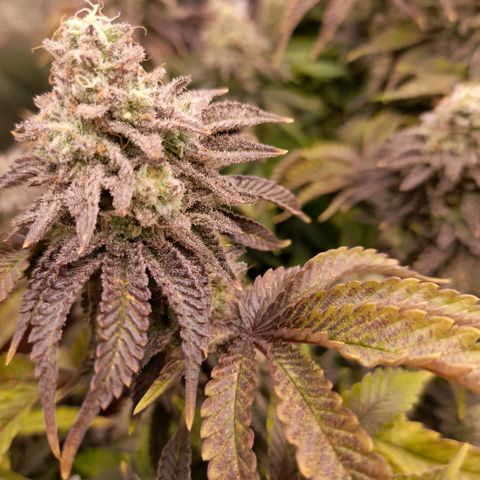 Gorilla Sherbet  growlog timeline photo