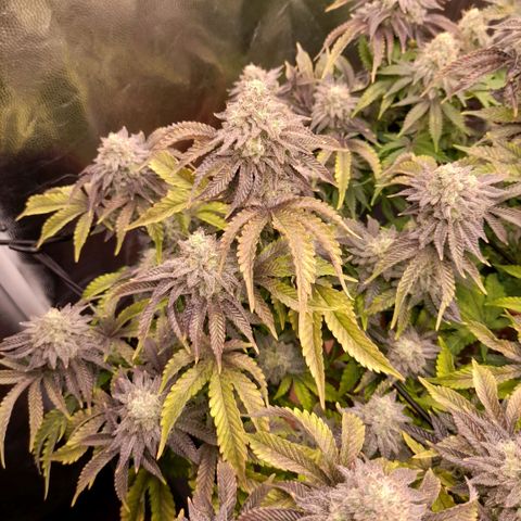 Gorilla Sherbet  growlog timeline photo