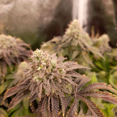 Gorilla Sherbet  growlog timeline photo